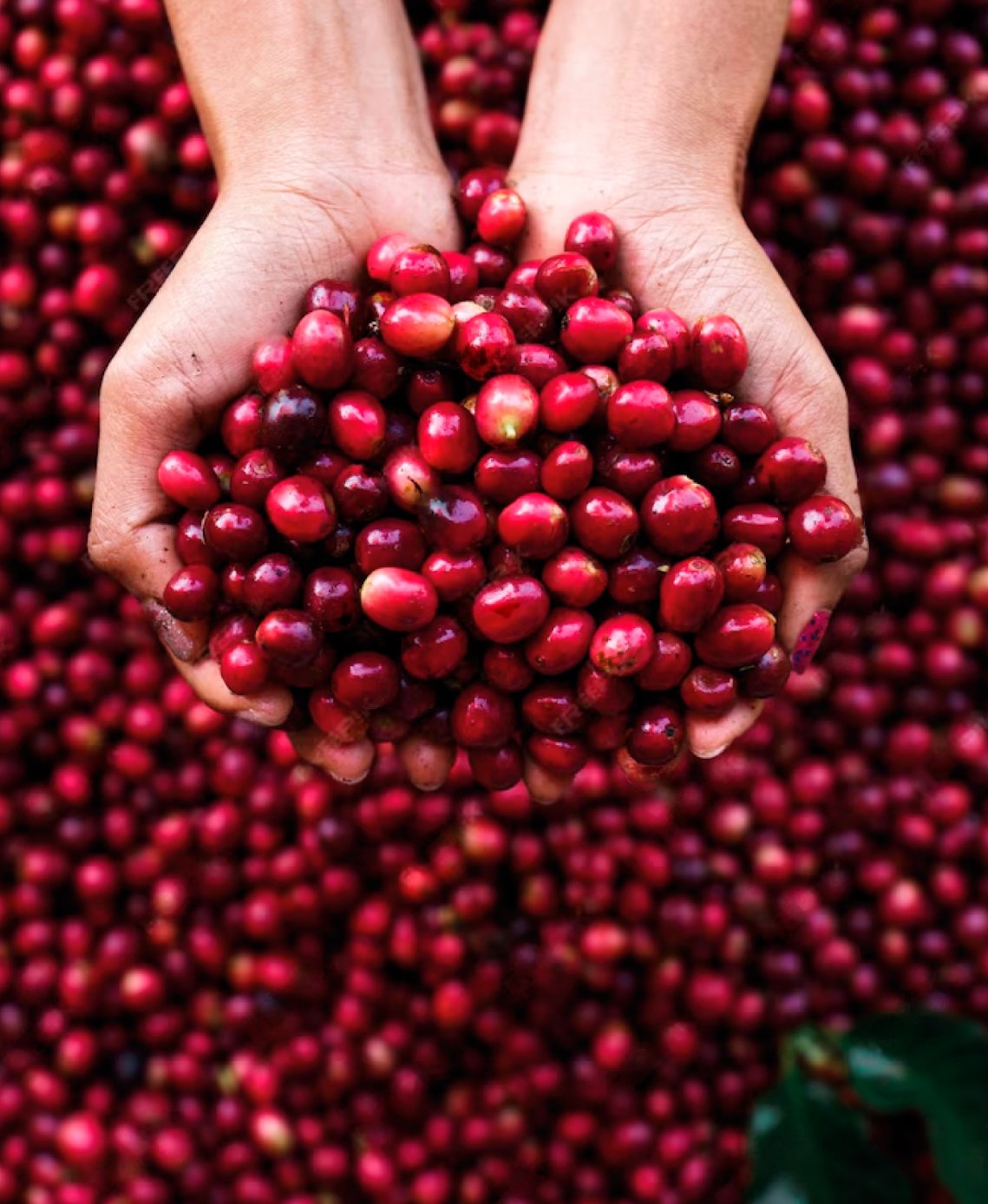 DISCOVER THE PROCESS OF SPECIALTY COFFEE