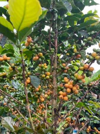  Specialty coffee for Christmas Gift - Ancestral Coffee - 250 g | image - 1