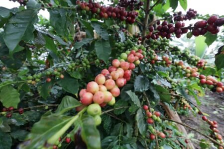  Specialty coffee for Christmas Gift - Cold Brew Coffee - 250 g | image - 2