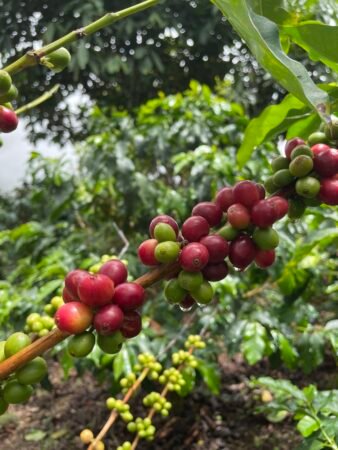  Specialty coffee for Christmas Gift - Exotic Geisha - 250 g | image - 2