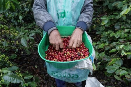  Specialty coffee for Christmas Gift - Exotic Geisha - 250 g | image - 3