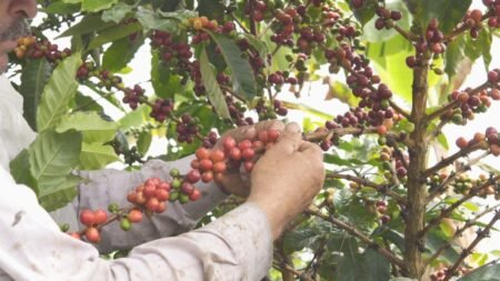  Specialty coffee for Christmas Gift - La Reserva Espresso - 250 g | image - 2