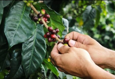  Specialty coffee for Christmas Gift - Process Coffee - 250 g | image - 3