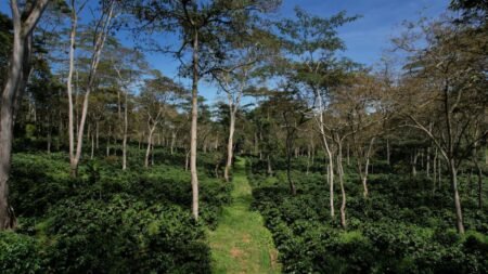  Specialty coffee for Christmas Gift - Vida - 250 g | image - 1