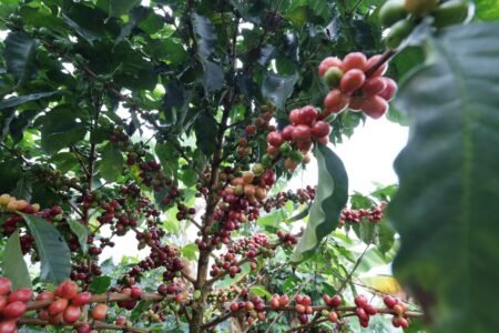  Specialty coffee for Christmas Gift - Vida - 250 g | image - 2