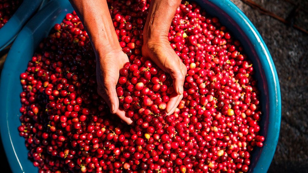 Discover the process of specialty coffee