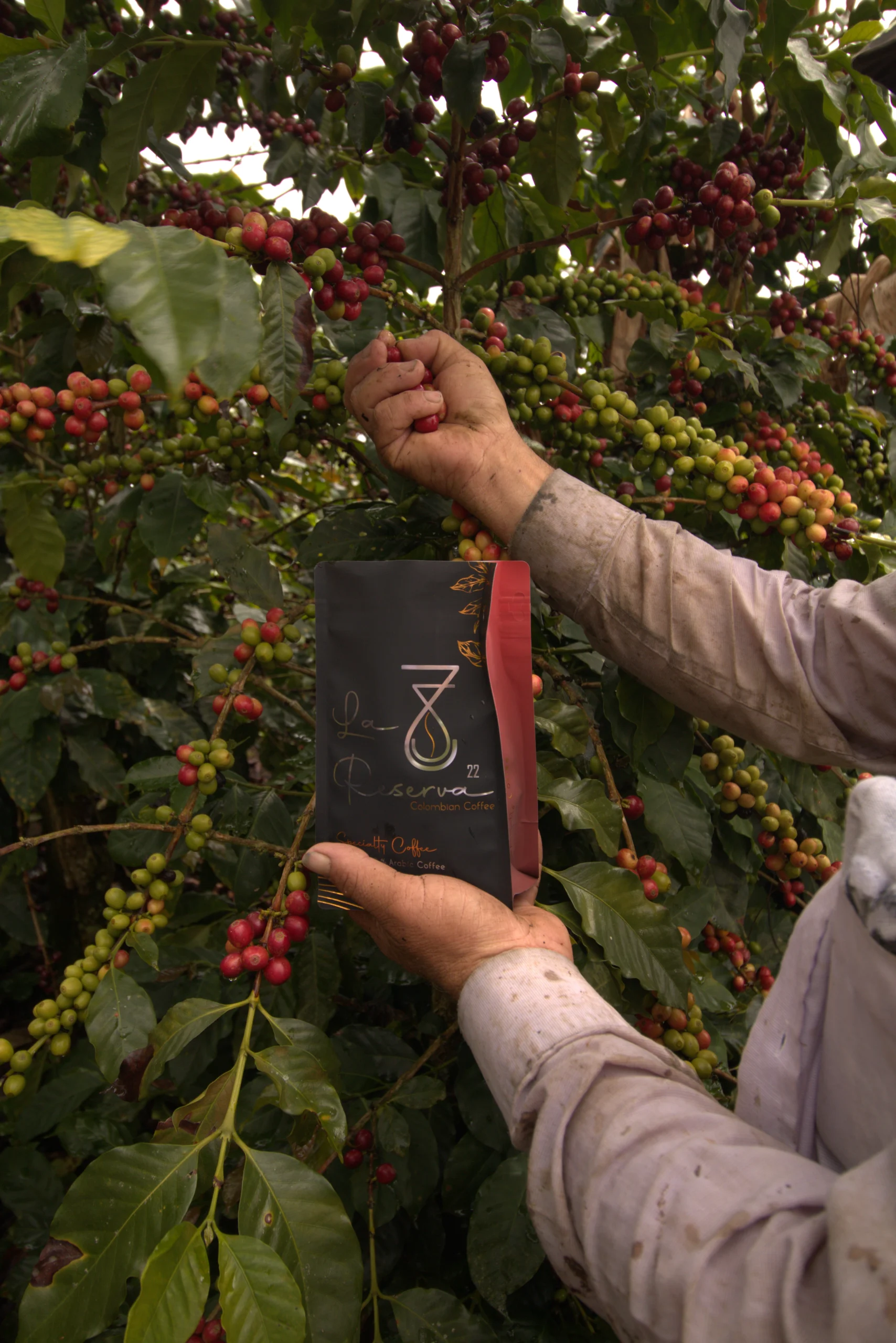 The Essence of Extraordinary Coffee