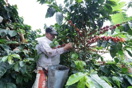  Specialty coffee for Christmas Gift - Ancestral Coffee - 250 g | image - 3