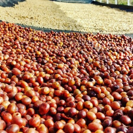  Specialty coffee for Christmas Gift - Ancestral Coffee - 250 g | image - 4