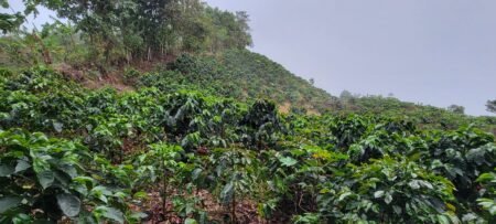  Specialty coffee for Christmas Gift - Process Coffee - 250 g | image - 1