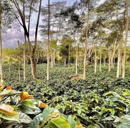  Specialty coffee for Christmas Gift - La Reserva Espresso - 250 g | image - 1