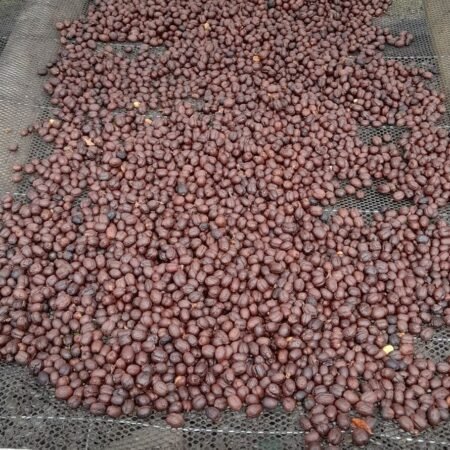  Specialty coffee for Christmas Gift - Exotic Geisha - 250 g | image - 5