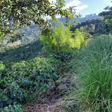  Specialty coffee for Christmas Gift - Exotic Geisha - 250 g | image - 1