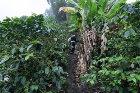  Specialty coffee for Christmas Gift - Exotic Geisha - 250 g | image - 4