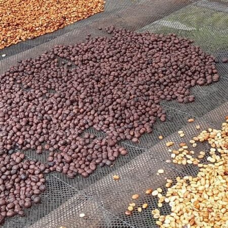  Specialty coffee for Christmas Gift - Process Coffee - 250 g | image - 5