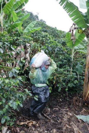  Specialty coffee for Christmas Gift - Process Coffee - 250 g | image - 4