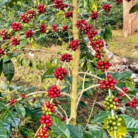  Specialty coffee for Christmas Gift - La Reserva Espresso - 250 g | image - 3