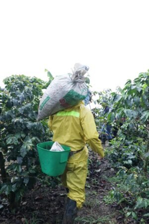  Specialty coffee for Christmas Gift - Vida - 250 g | image - 3