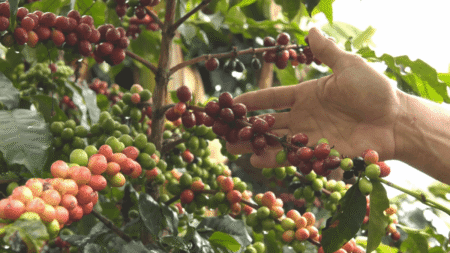  Specialty coffee for Christmas Gift - PURE INTENSITY - 300 g | image - 3