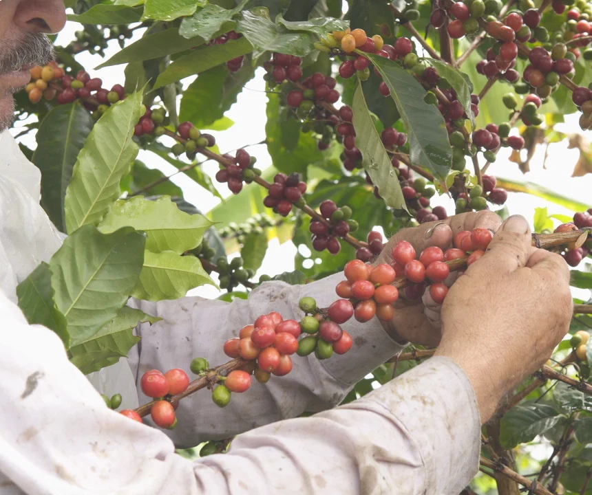 Hand-picking ripe coffee cherries for specialty coffee