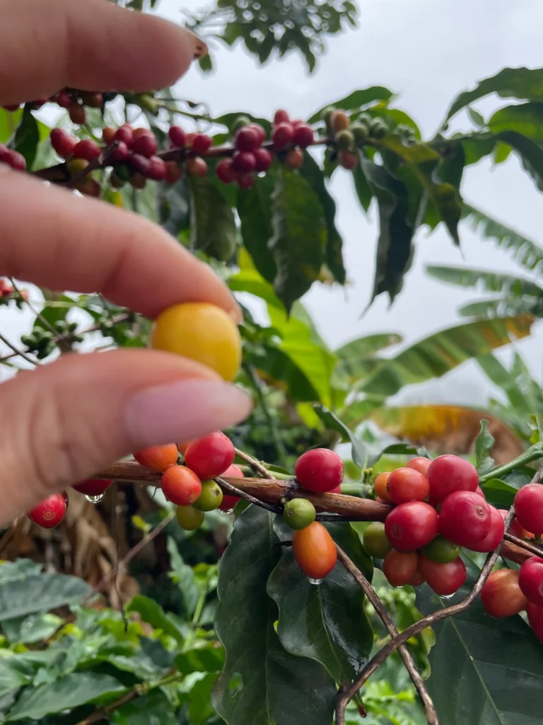 Close-up of a Castillo Amarillo coffee bean grown in Colombia