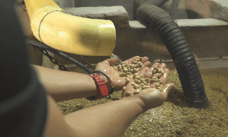  Specialty coffee for Christmas Gift - PURE INTENSITY - 300 g | image - 4