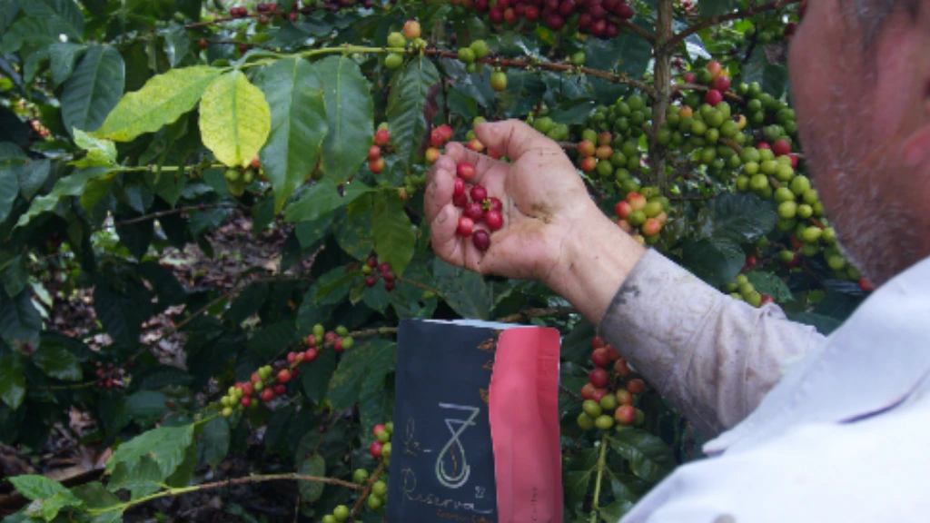 Colombian coffee farmer placing freshly harvested ripe coffee cherries directly into La Reserva 22 packaging through a direct trade relationship